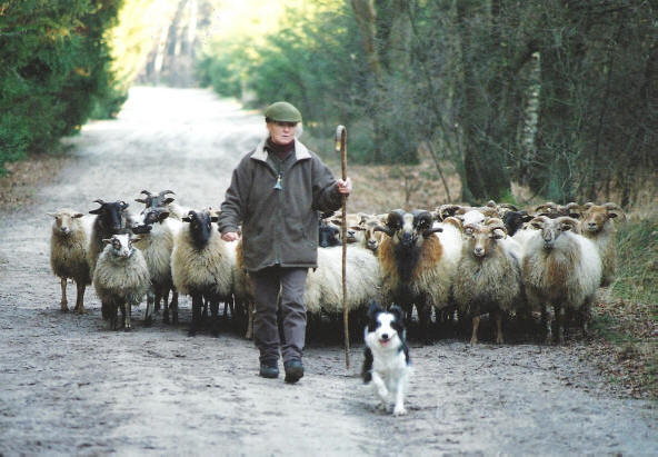 Afbeeldingsresultaat voor border collie en schapen